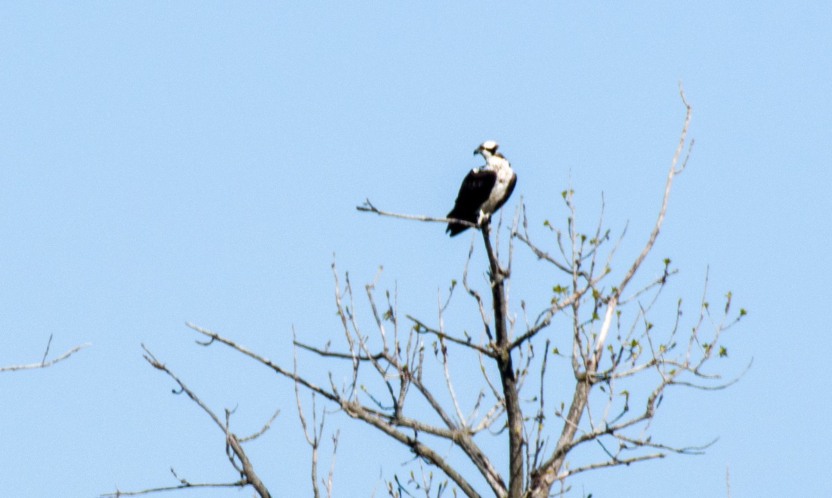 Águila Pescadora - ML617423862