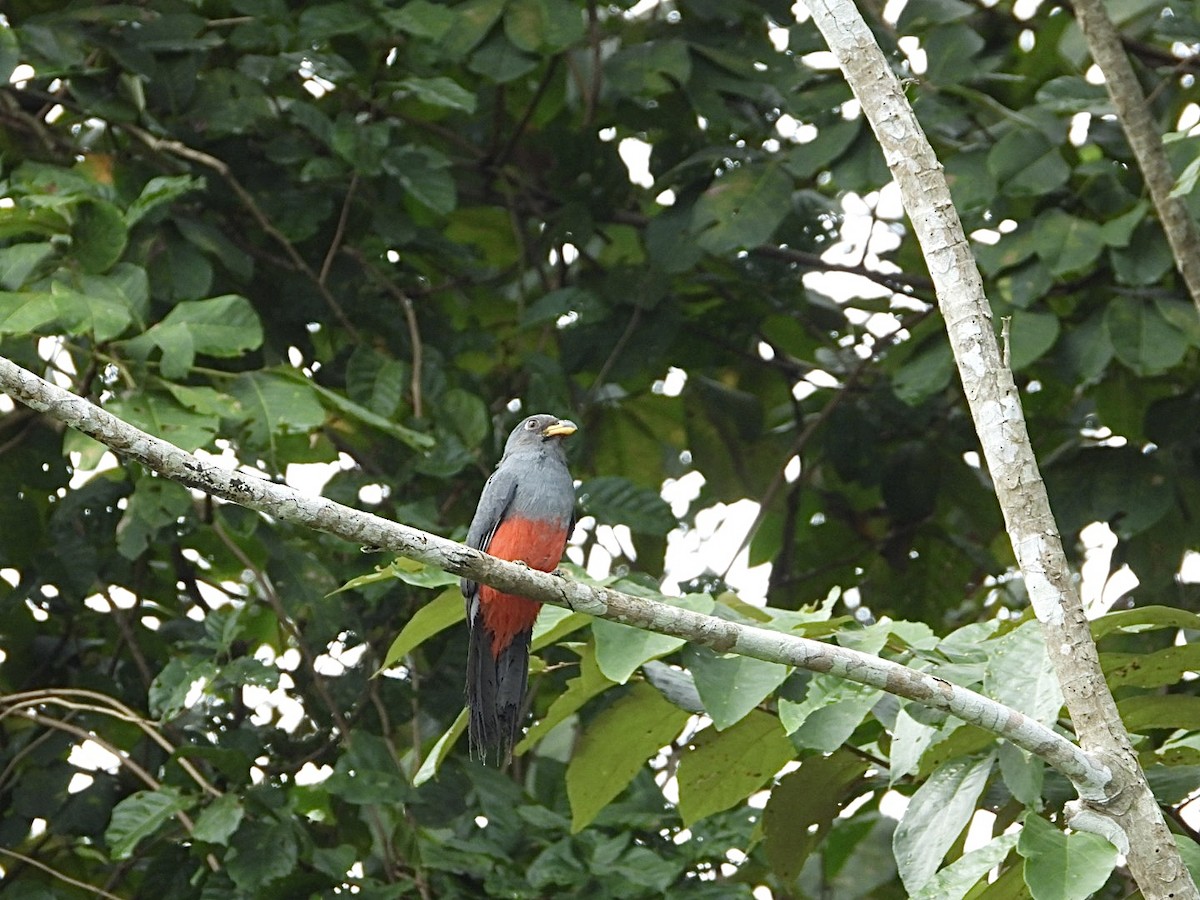 Black-tailed Trogon - AC Verbeek