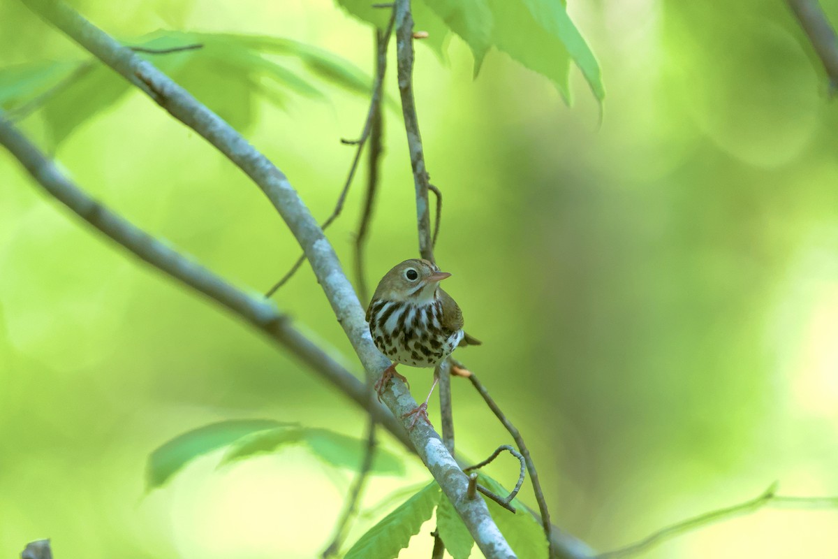 Ovenbird - ML617423870