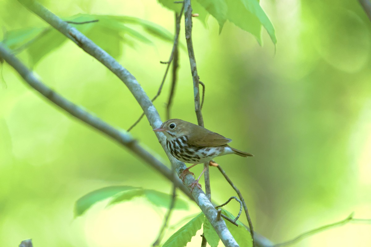 Ovenbird - ML617423871