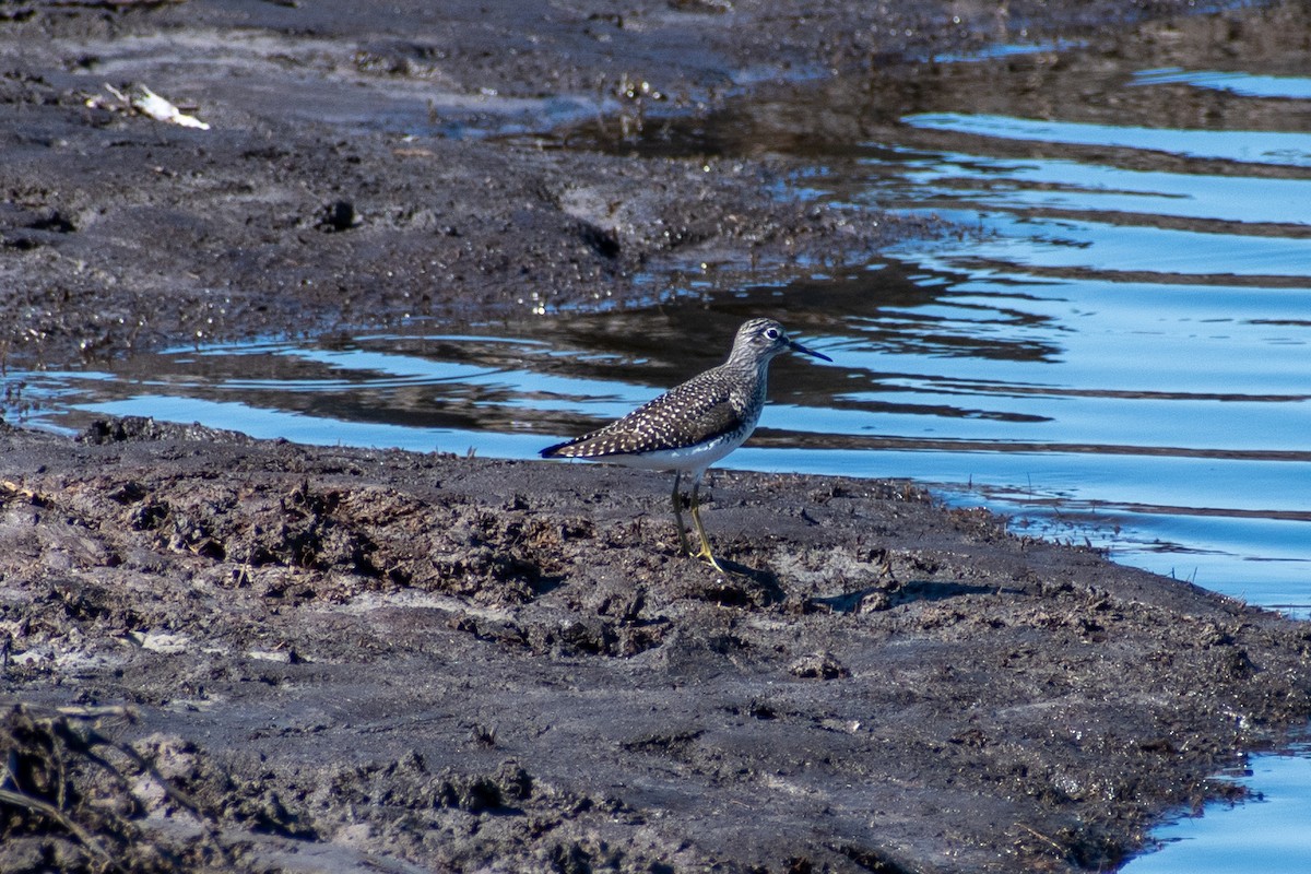Solitary Sandpiper - Charles Donnelly
