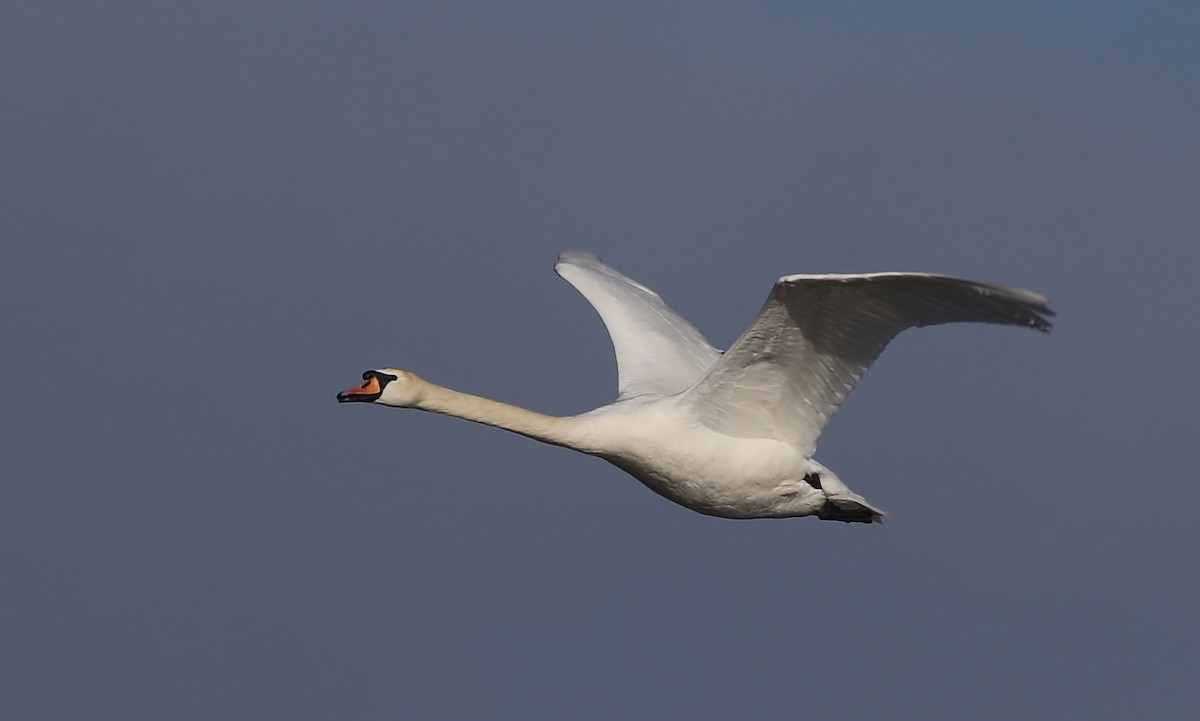 Cygne tuberculé - ML617423929