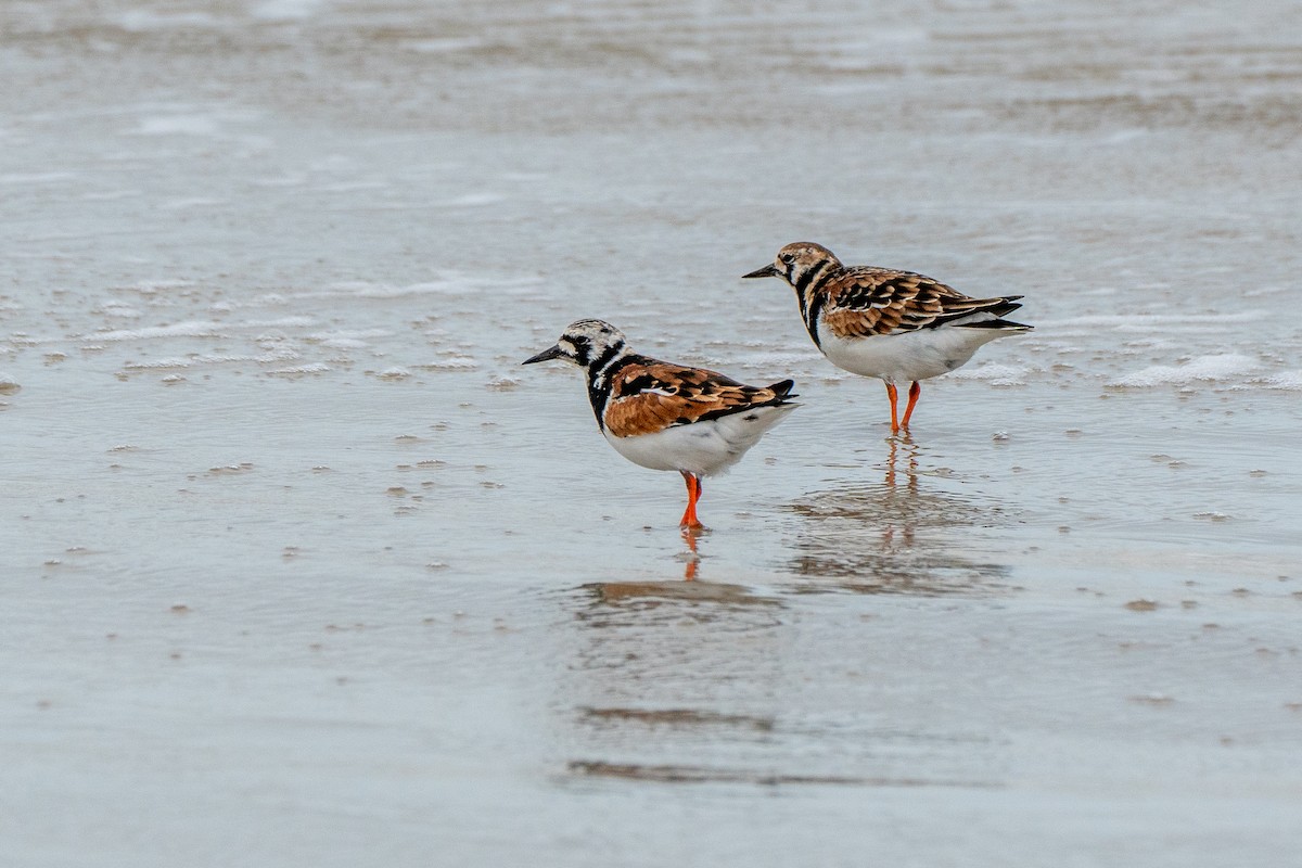 Ruddy Turnstone - ML617423952