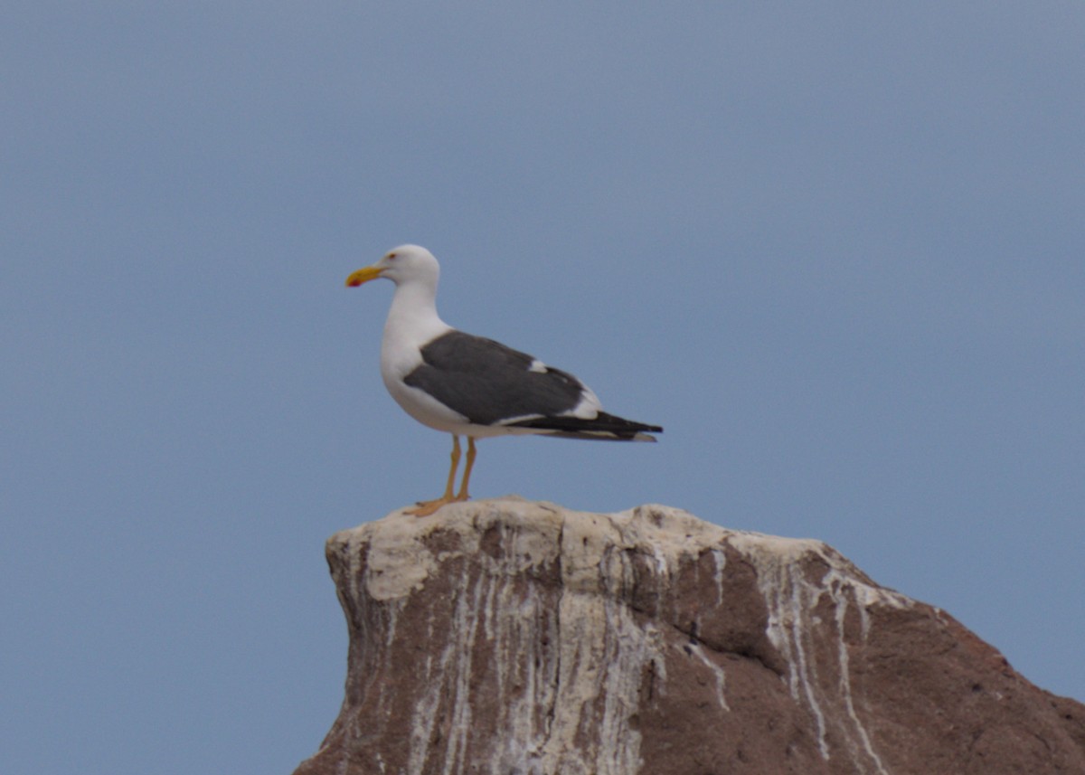 Yellow-footed Gull - ML617423966