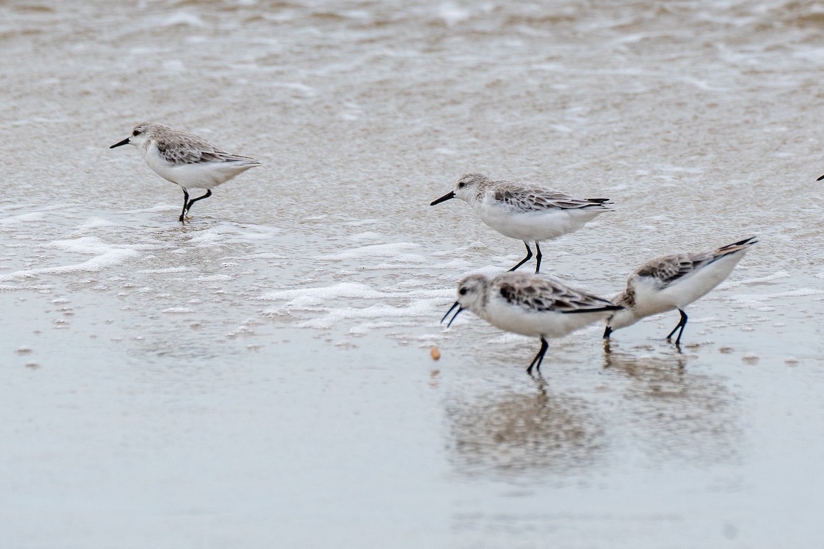 Sanderling - Aldrey Cruz