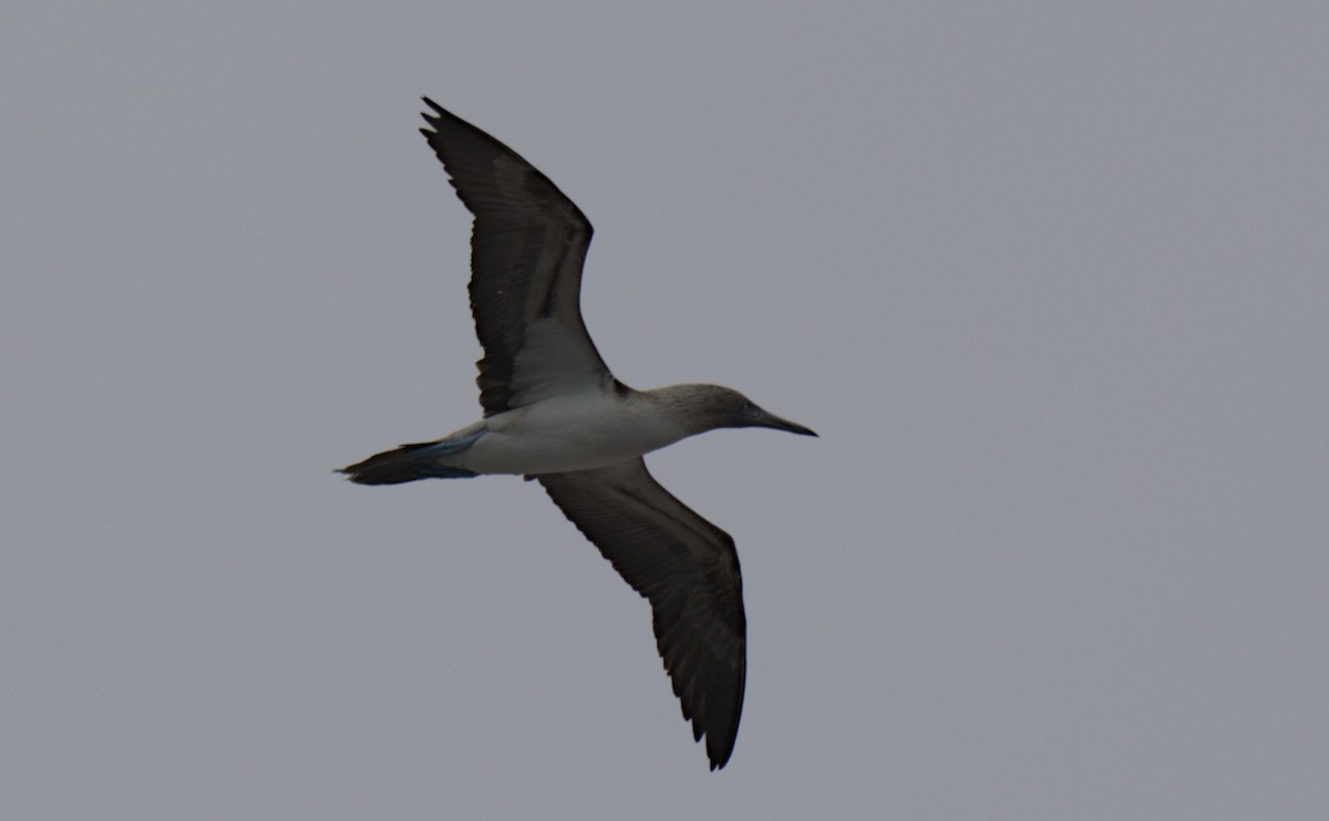 Blue-footed Booby - ML617423977