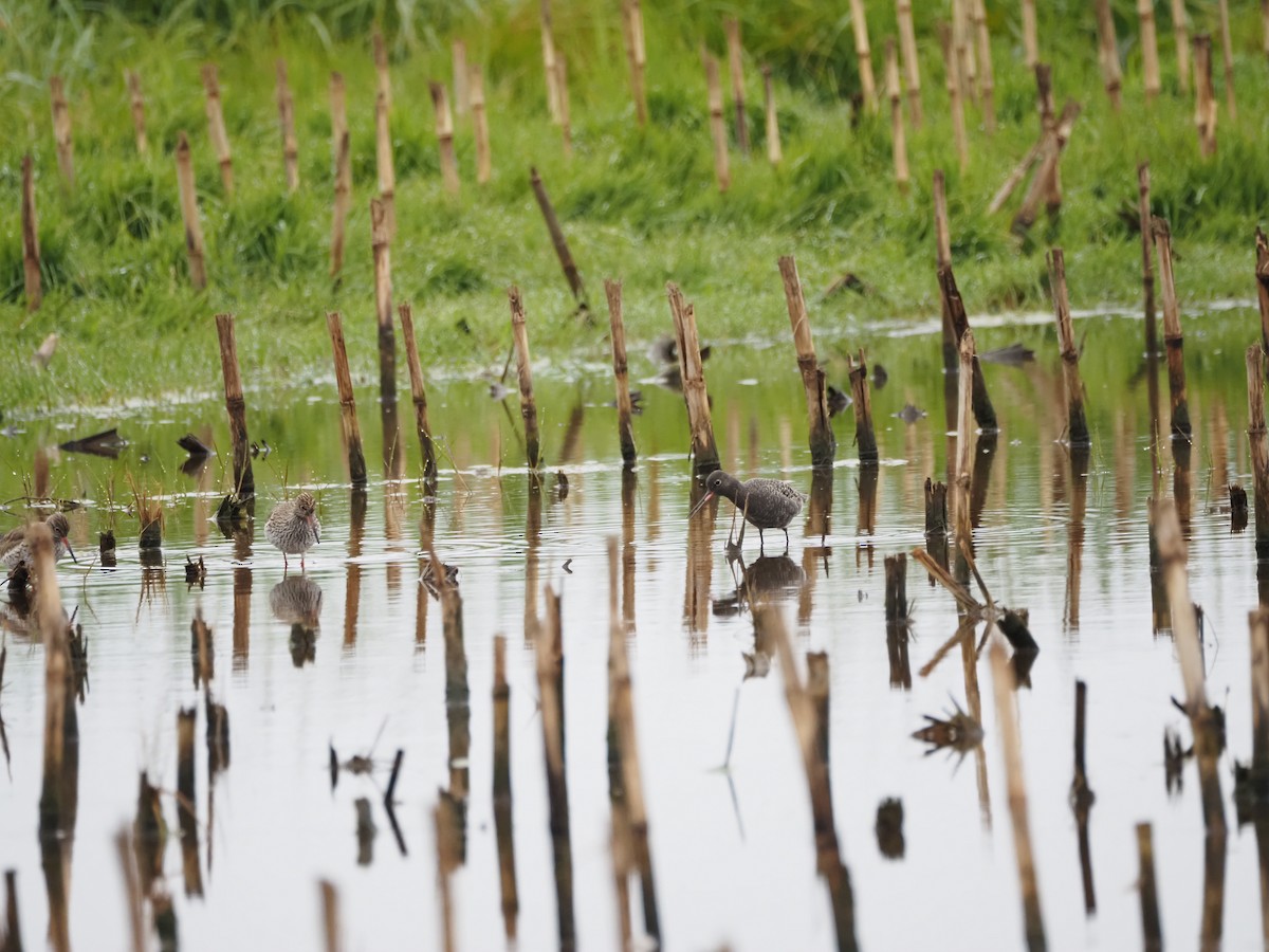 Spotted Redshank - ML617423983