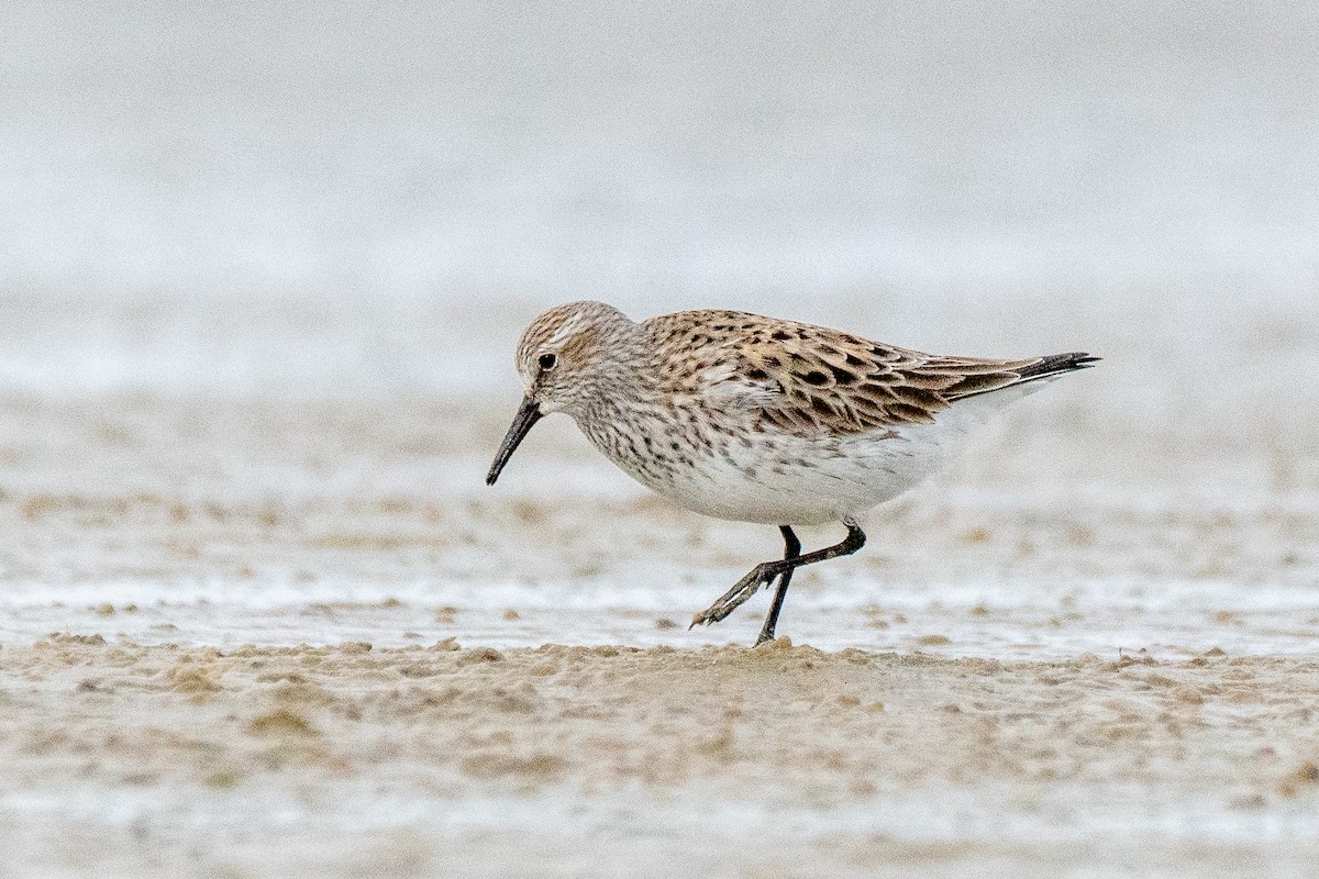 White-rumped Sandpiper - ML617423999