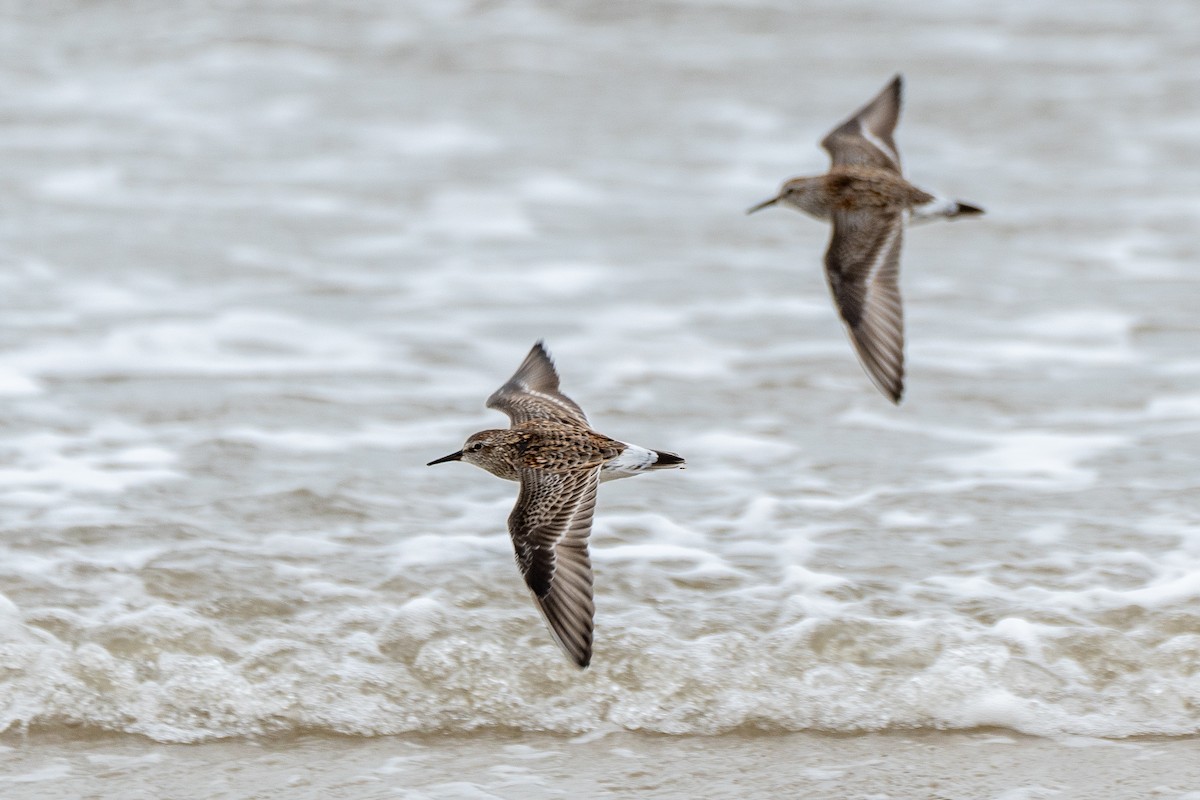 White-rumped Sandpiper - ML617424000