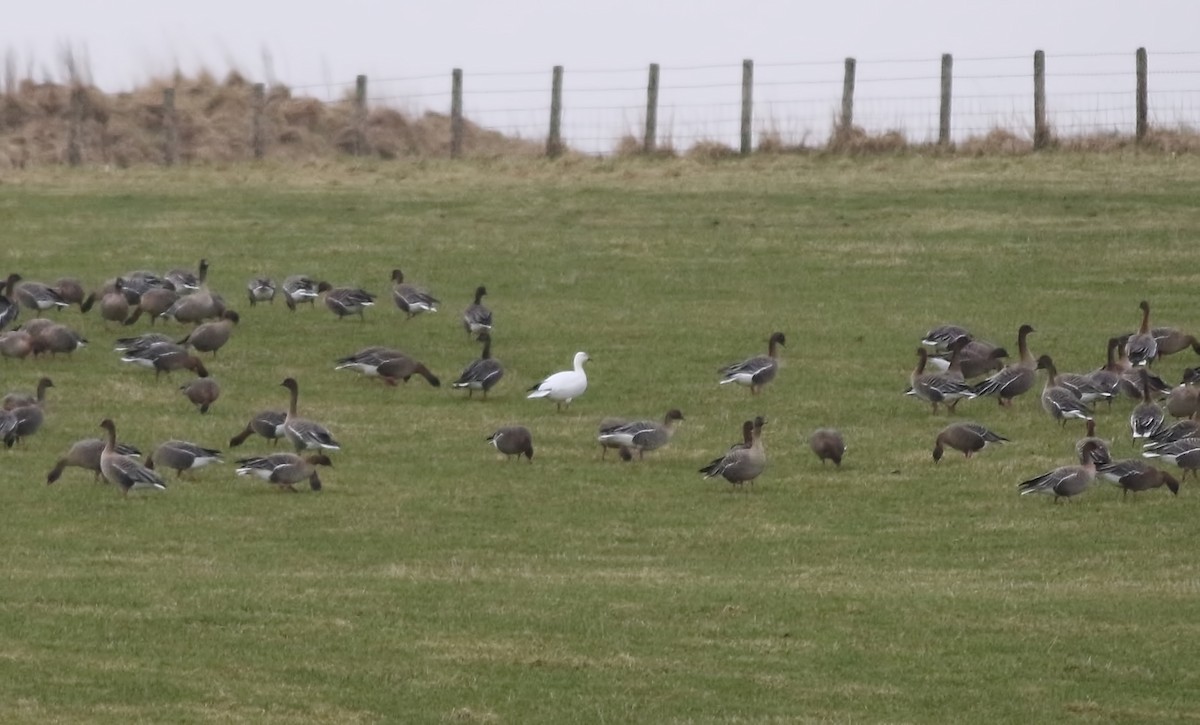 Pink-footed Goose - Holly Page