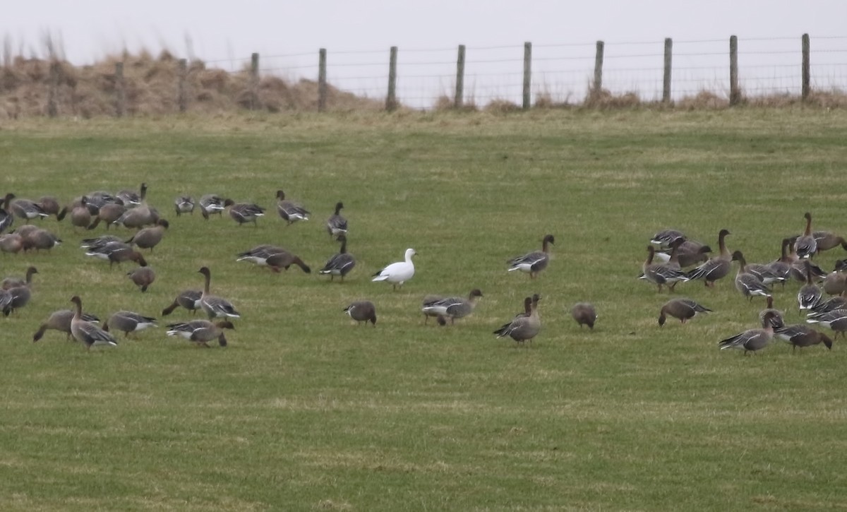 Pink-footed Goose - ML617424001