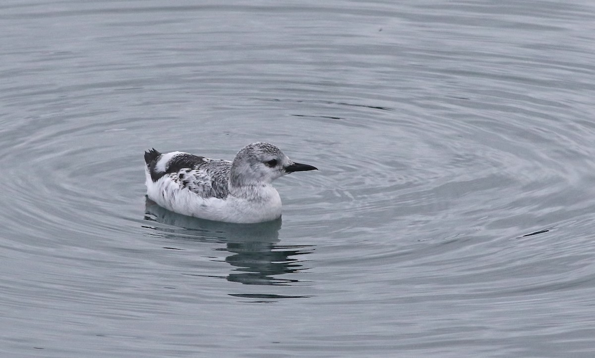 Black Guillemot - Holly Page