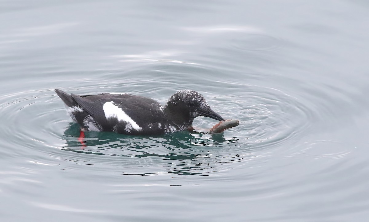 Black Guillemot - Holly Page