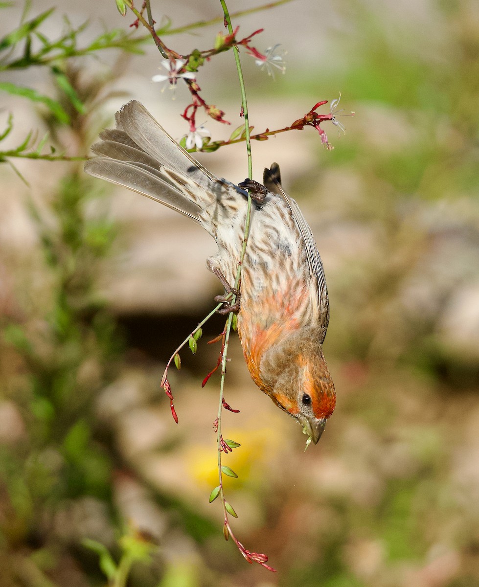 House Finch - ML617424031