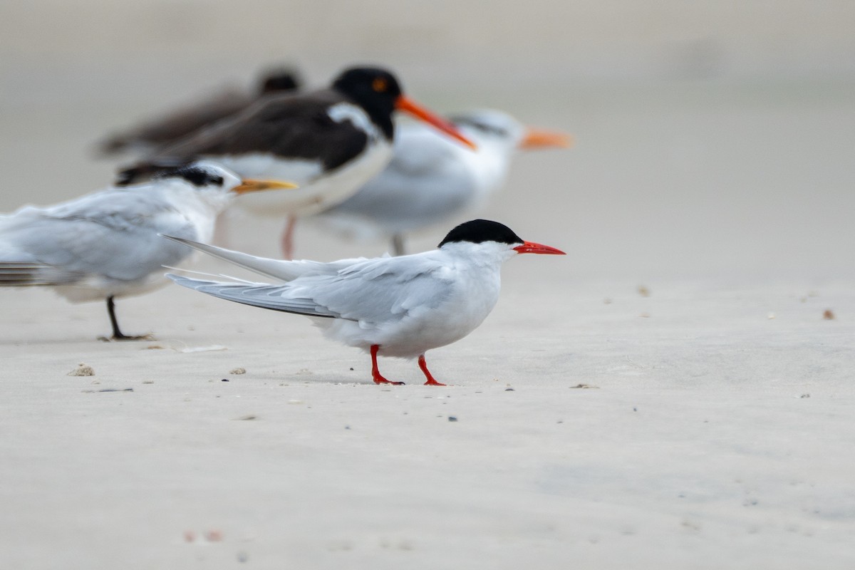 South American Tern - ML617424057