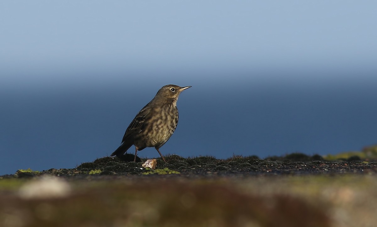 Rock Pipit - ML617424069