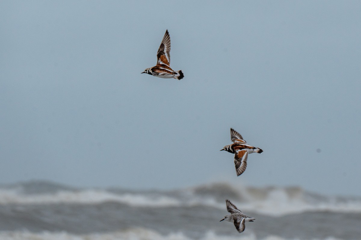 Ruddy Turnstone - ML617424090