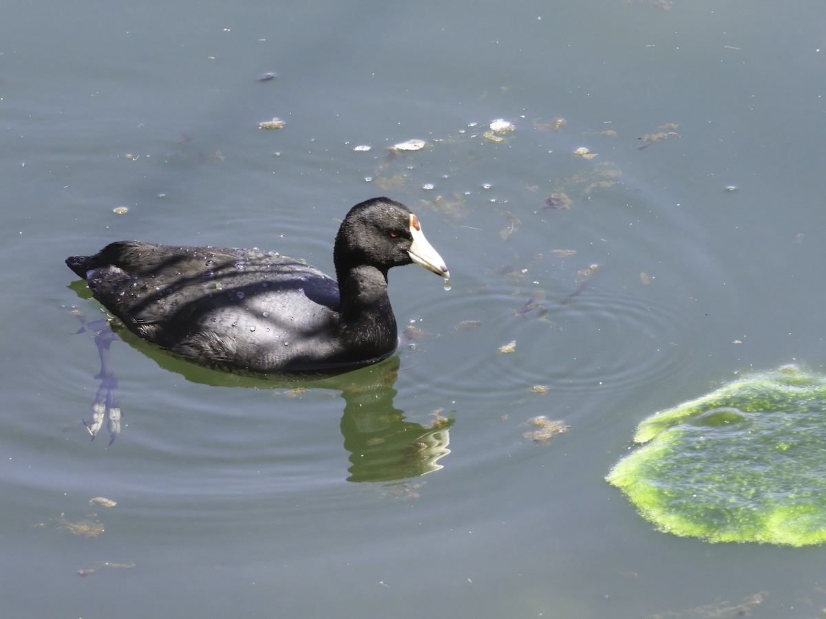 American Coot - ML617424105