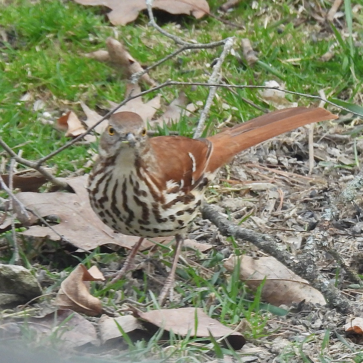 Brown Thrasher - ML617424107