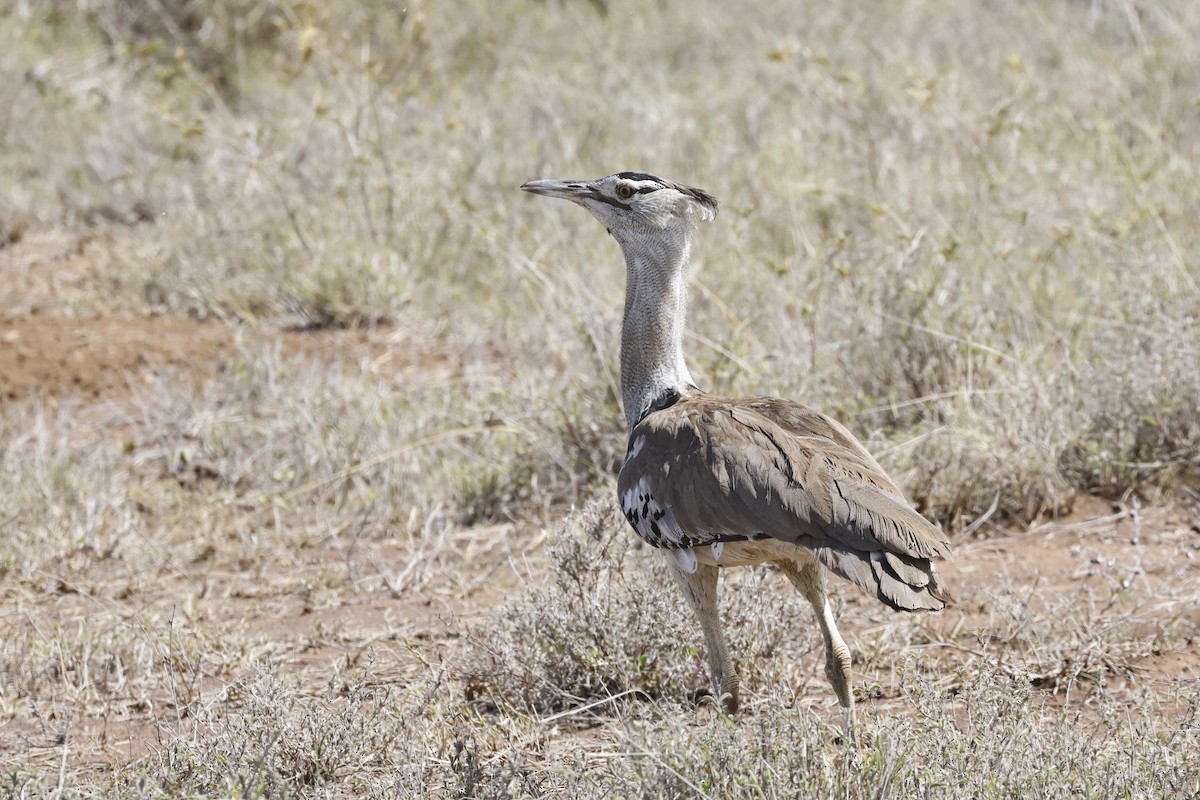 Kori Bustard - ML617424109