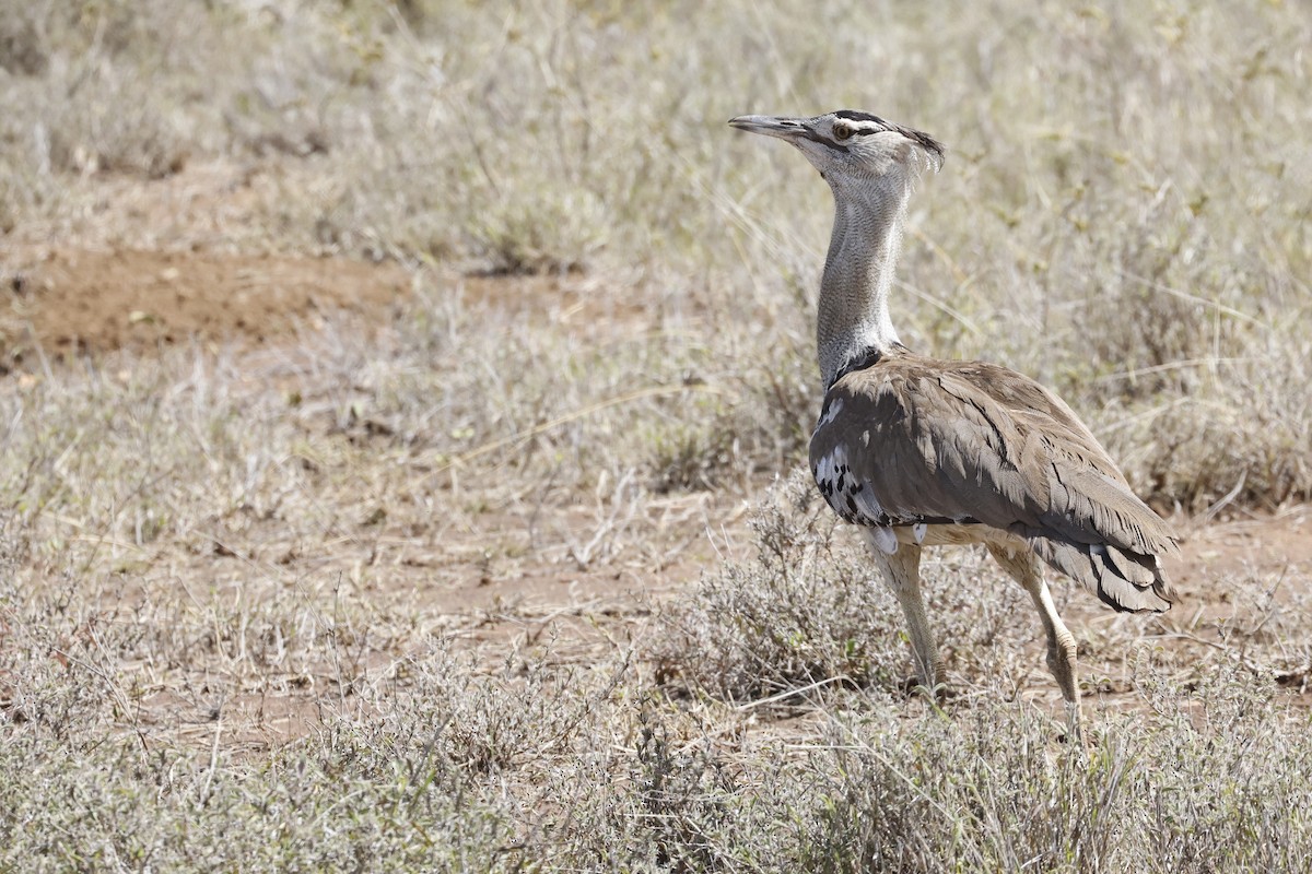 Kori Bustard - ML617424110