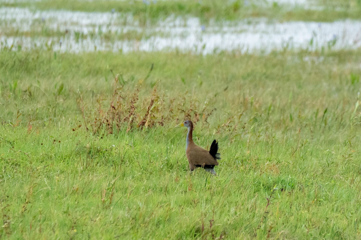 Giant Wood-Rail - ML617424111