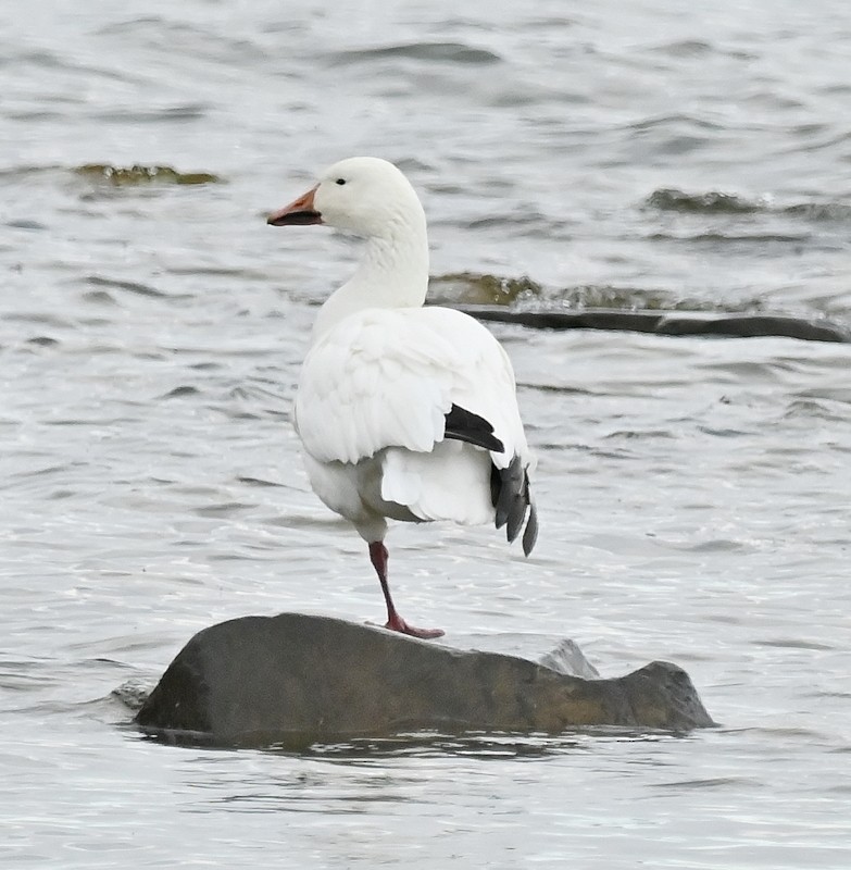 Snow Goose - Regis Fortin