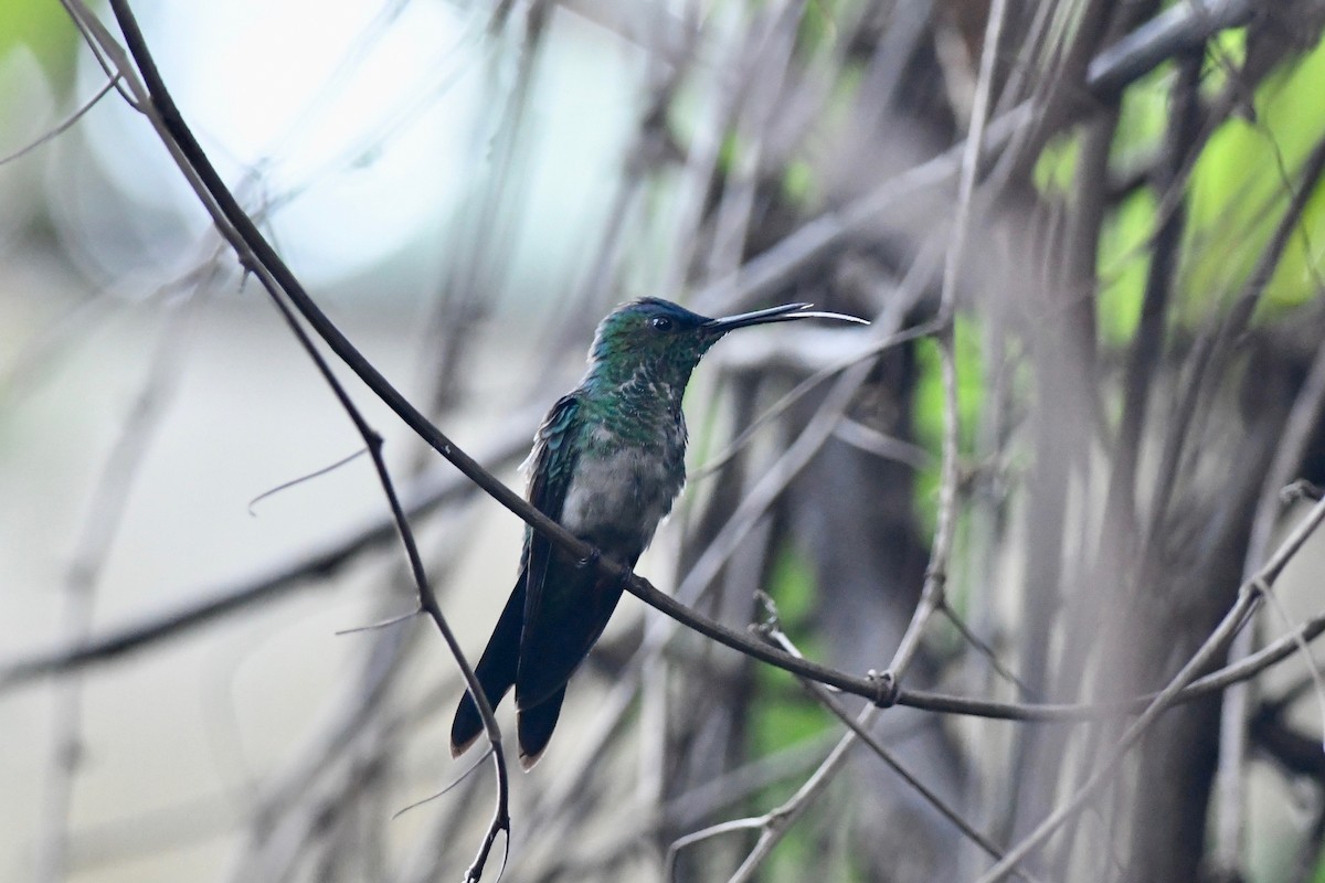 Violet-capped Woodnymph - Antoine Reboul