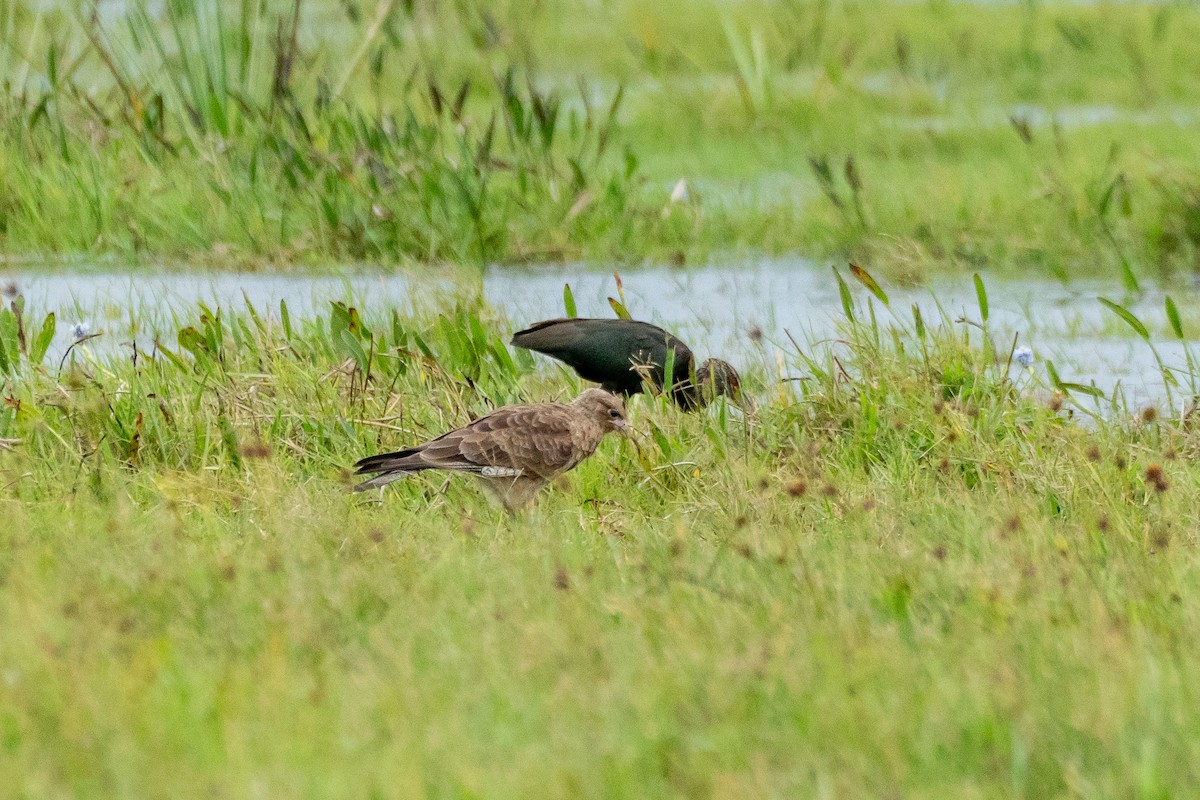 Chimango Caracara - ML617424124