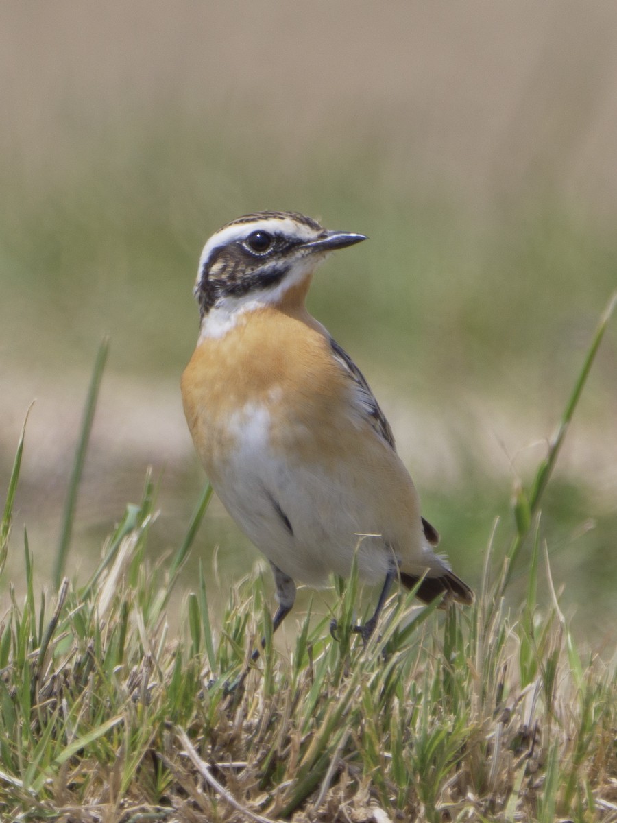 Whinchat - ML617424128