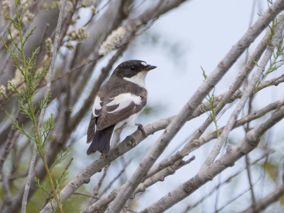 European Pied Flycatcher - ML617424138