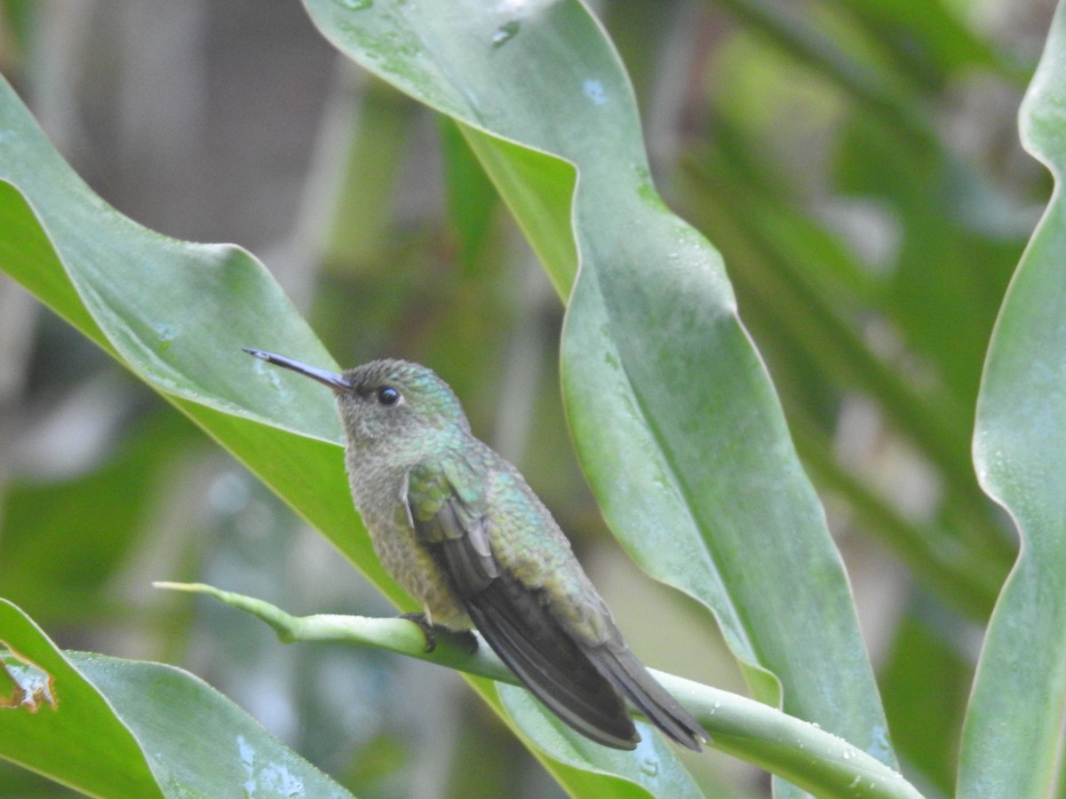 kolibřík skvrnitoprsý - ML617424144