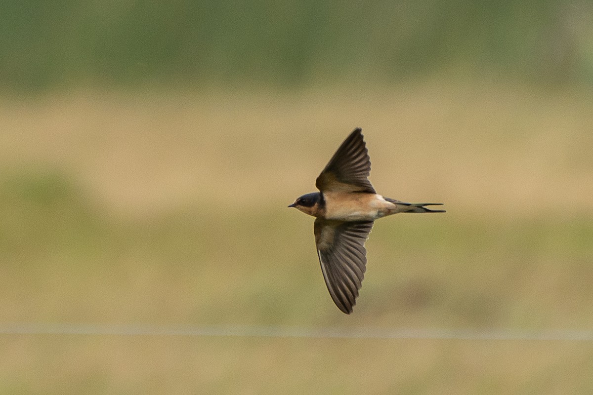 Barn Swallow - ML617424146