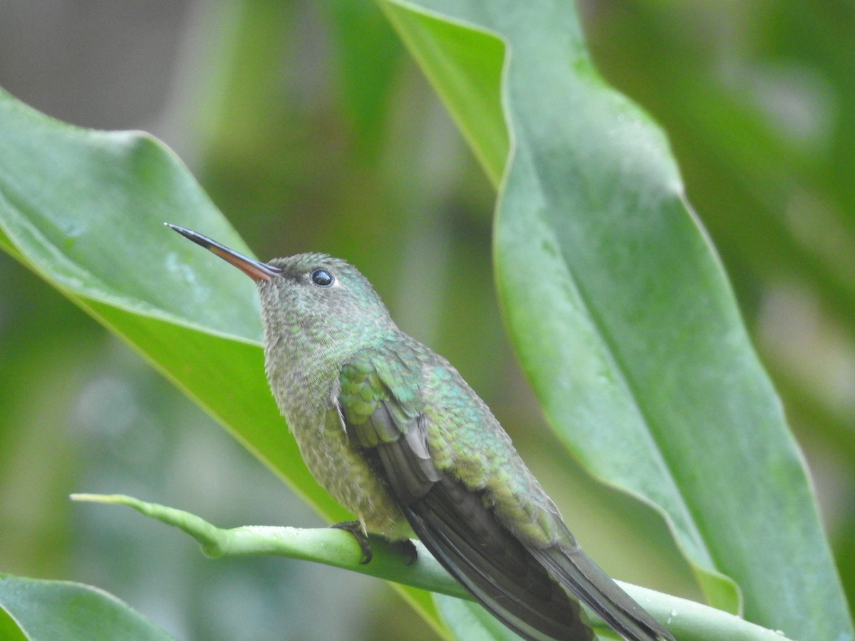 kolibřík skvrnitoprsý - ML617424150