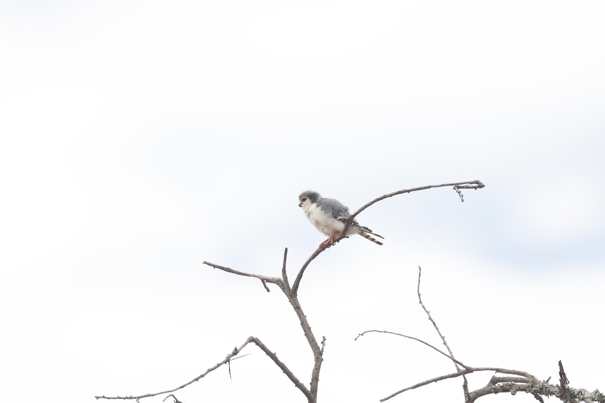 Pygmy Falcon - ML617424162