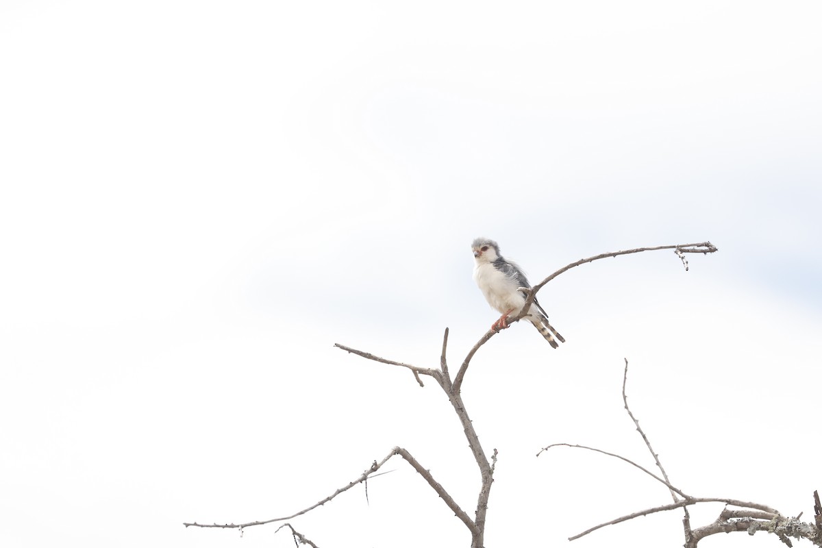 Pygmy Falcon - ML617424178