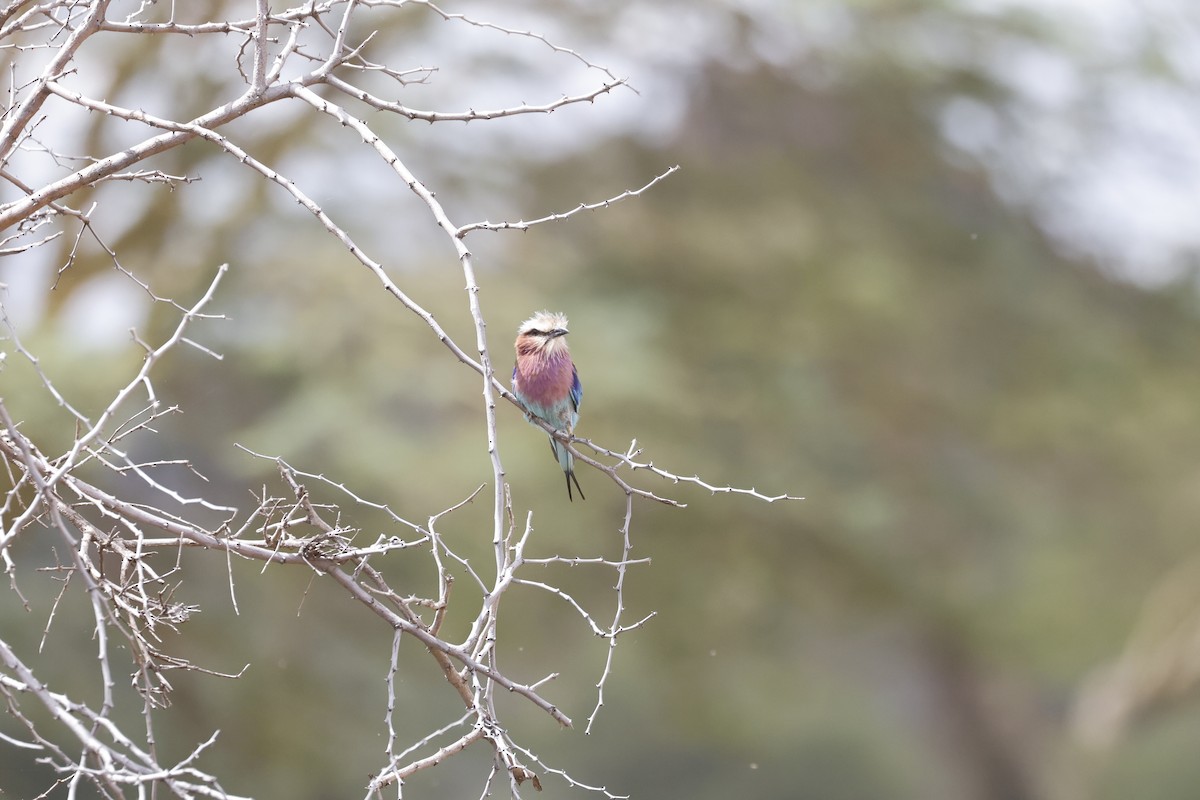 Lilac-breasted Roller - ML617424181