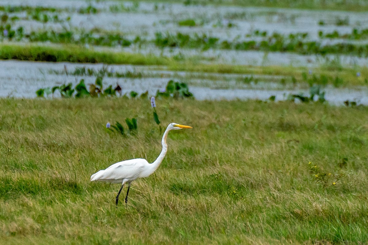 Great Egret - ML617424195