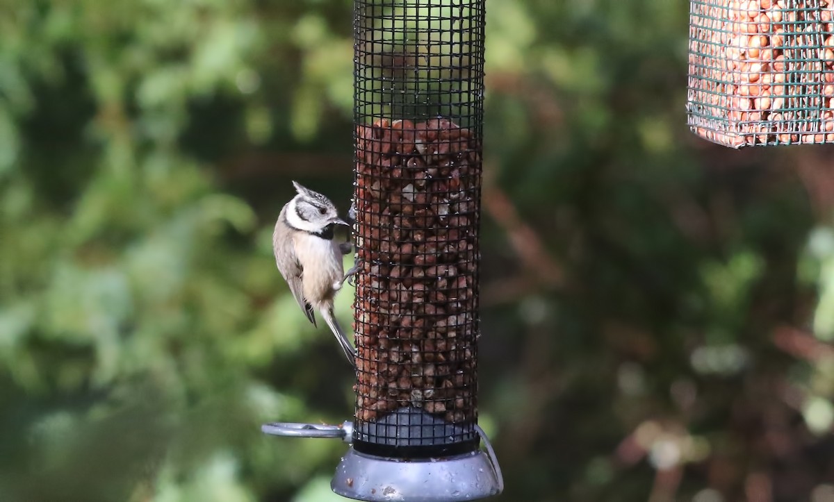Crested Tit - ML617424199