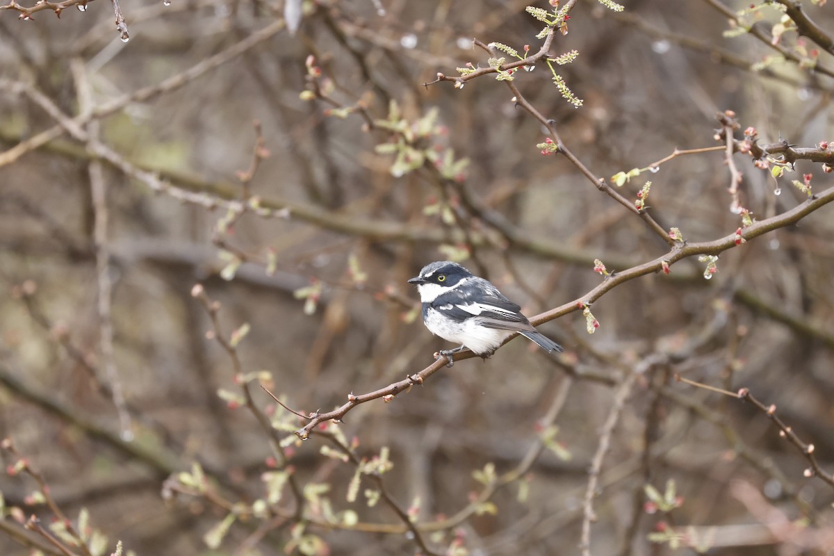 Chinspot Batis - ML617424246