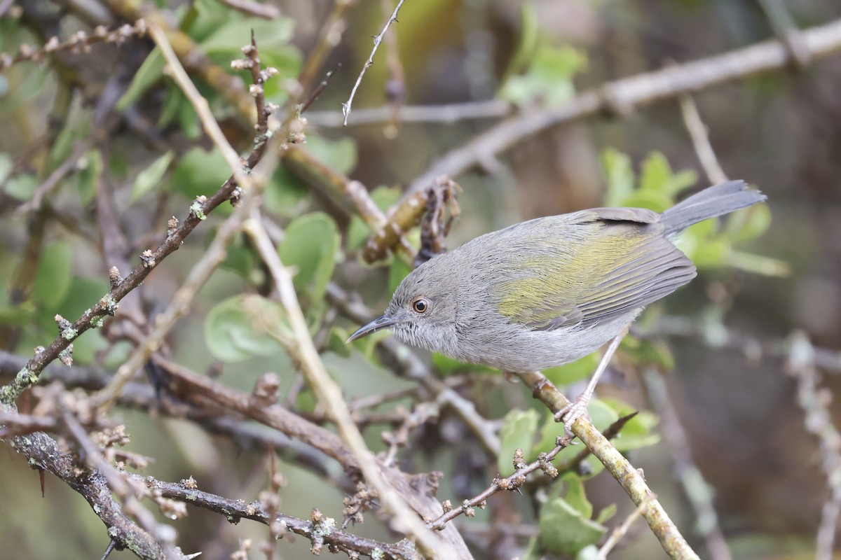 Green-backed Camaroptera - ML617424261