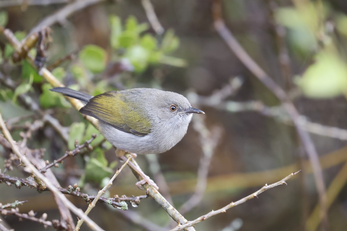 Green-backed Camaroptera - ML617424265