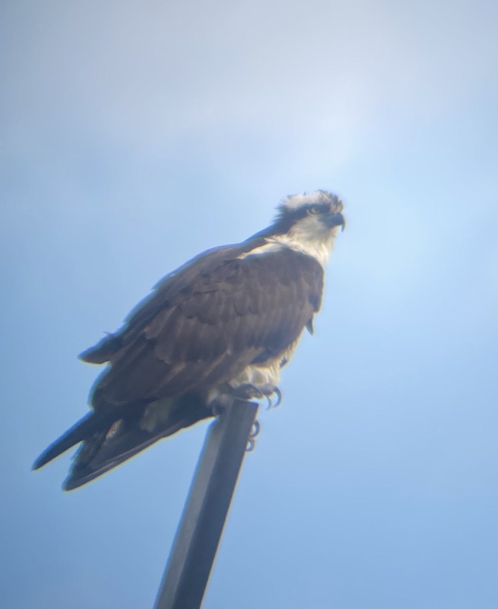 Osprey - ML617424291