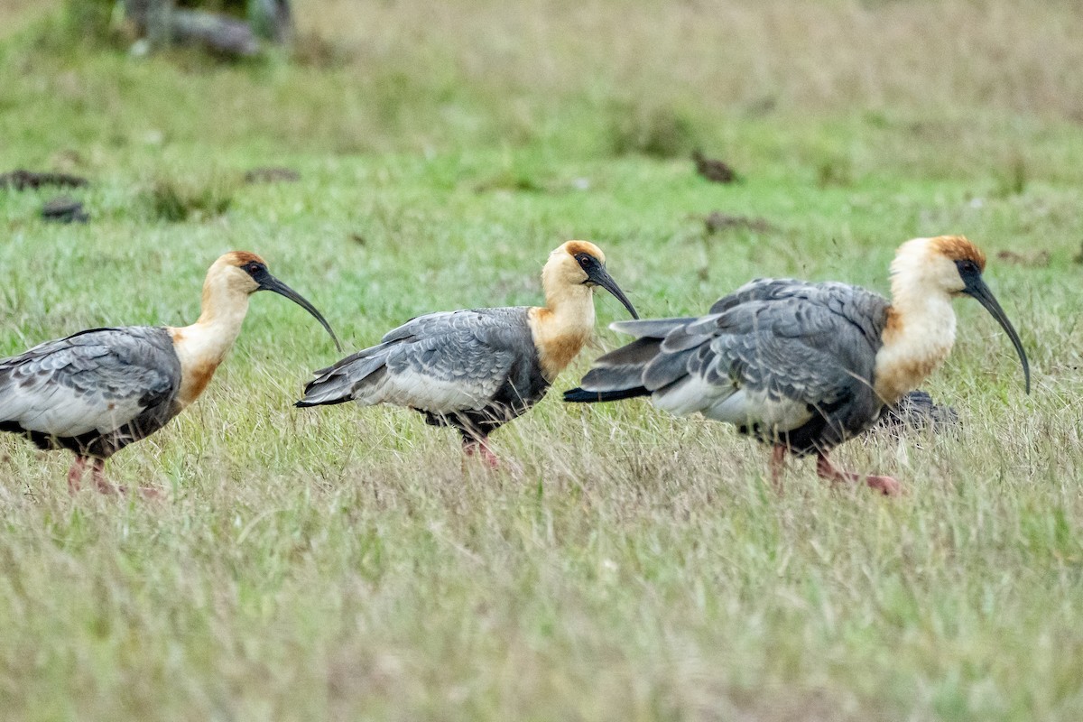 Buff-necked Ibis - ML617424324