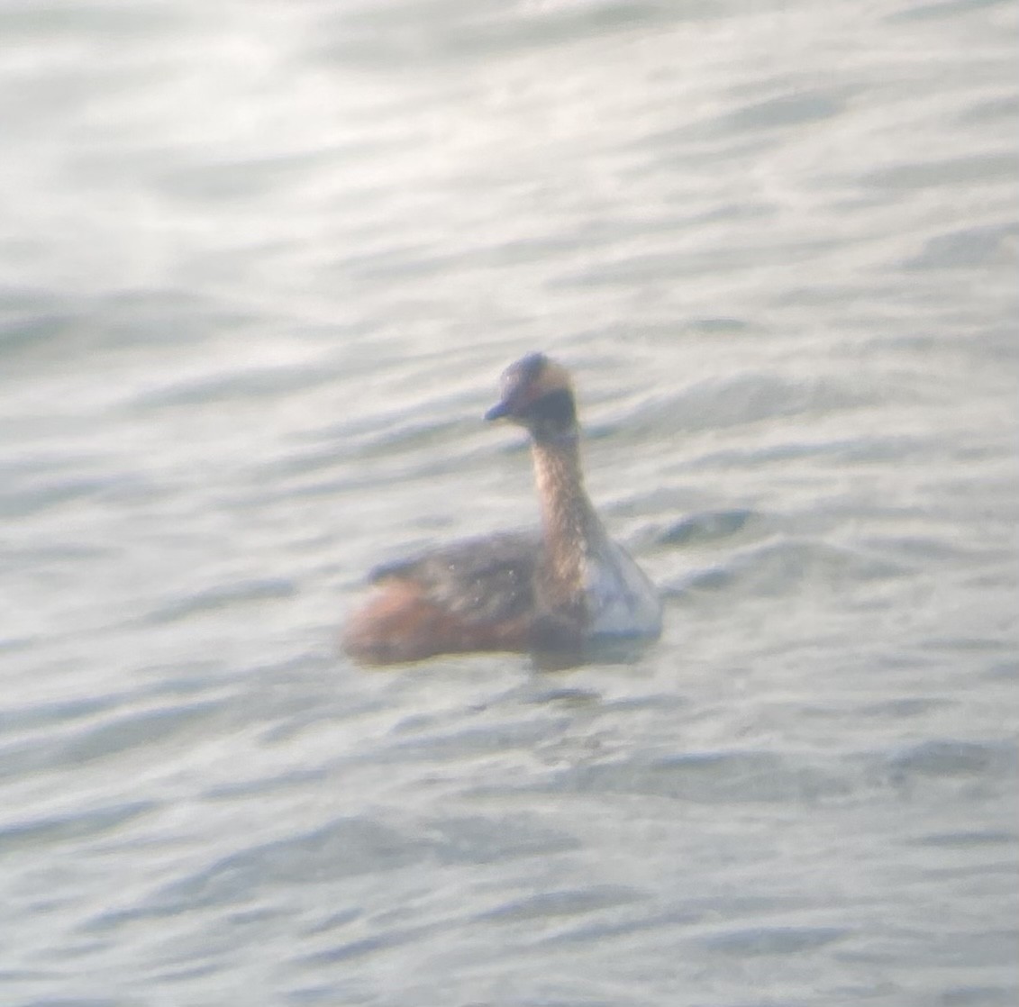 Horned Grebe - ML617424367