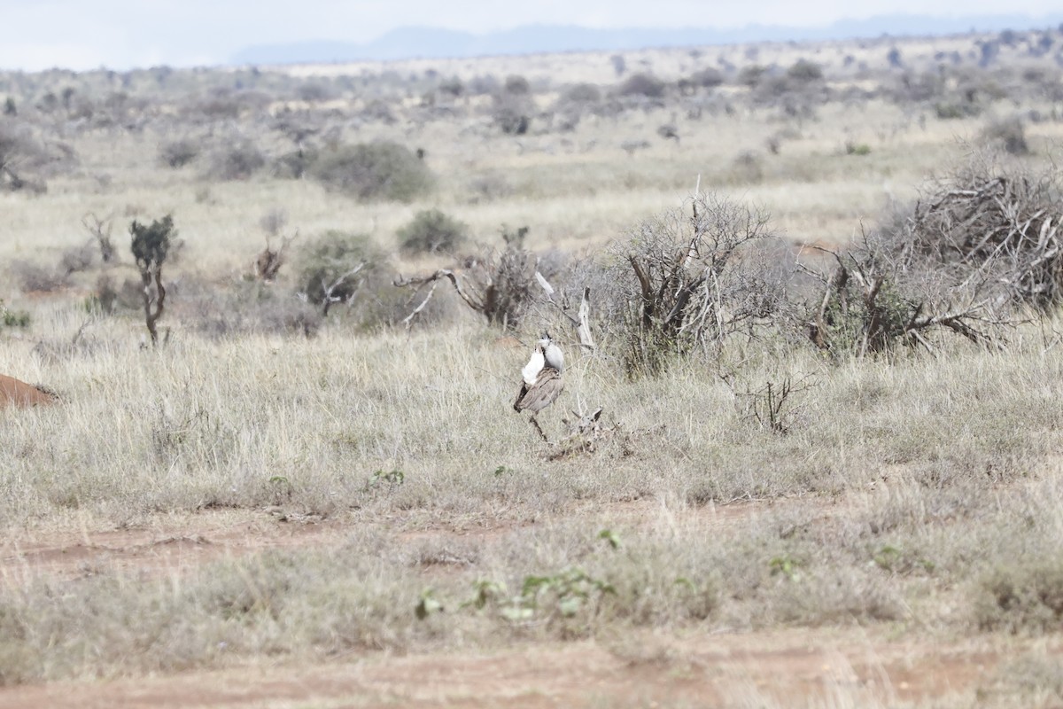 Kori Bustard - ML617424384