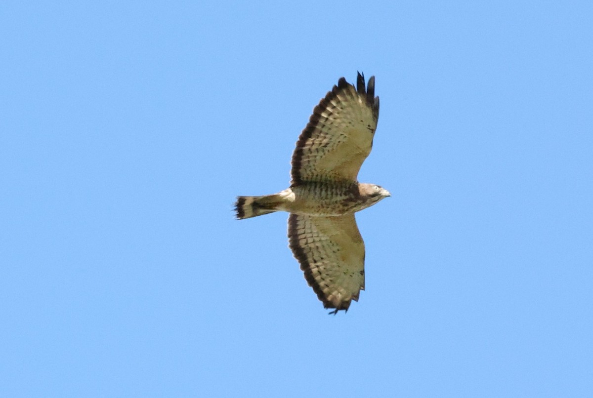 Broad-winged Hawk - ML617424399