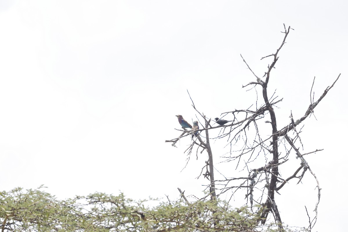 Lilac-breasted Roller - ML617424403