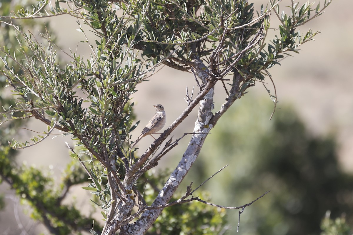 Long-billed Pipit - ML617424419