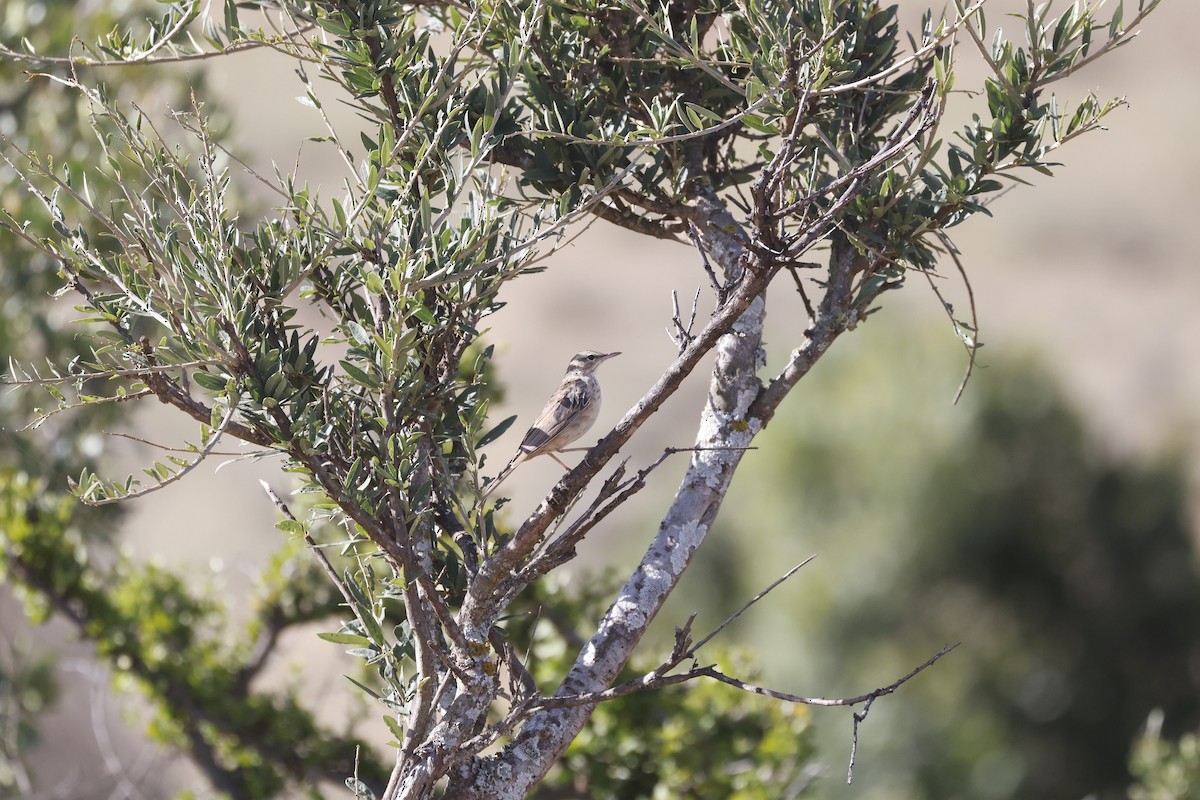 Long-billed Pipit - Mario Garcia